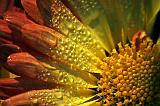 Dewy Flower_51631-3